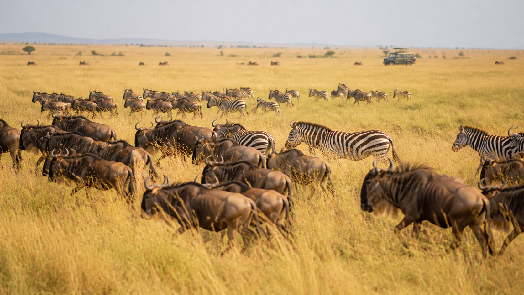 Wildebeest and zebra herds in Maasai Mara grassland